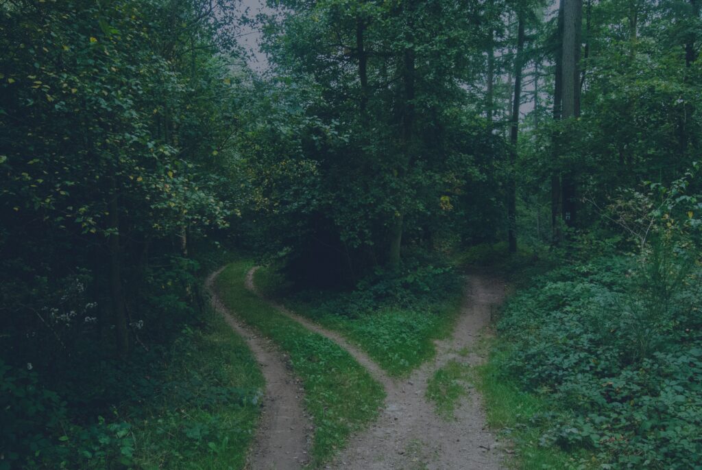 A forest path splitting into two directions